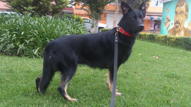 ROMY (FRANCO) MEX. FCI. | German Shepherd Dog 