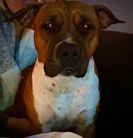 Rita Keep your head up | American Staffordshire Terrier 