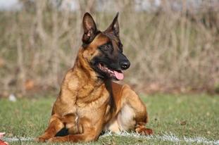 Miss du Calvaire aux Acacias | Belgian Malinois 
