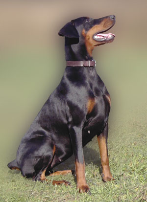 Bahia del Palazzo di Shanta | Black Doberman Pinscher