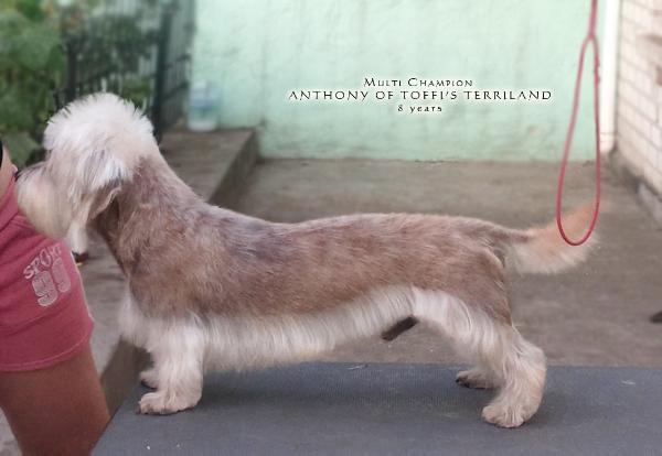 Anthony of Toffi's Terriland | Dandie Dinmont Terrier 