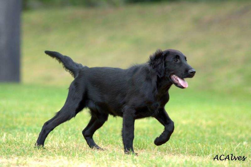 Kiss Kiss Bang Bang de Moinho do Céu | Flat-Coated Retriever 