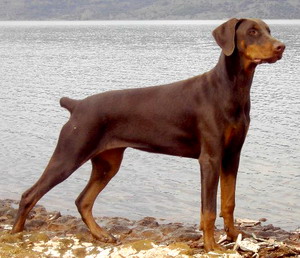 Beyonce del Palazzo di Shanta | Brown Doberman Pinscher