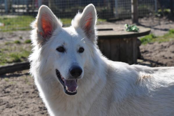 Oonah aen den Noordendijck | White Swiss Shepherd Dog 