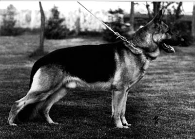 Quino von der Wienerau | German Shepherd Dog 