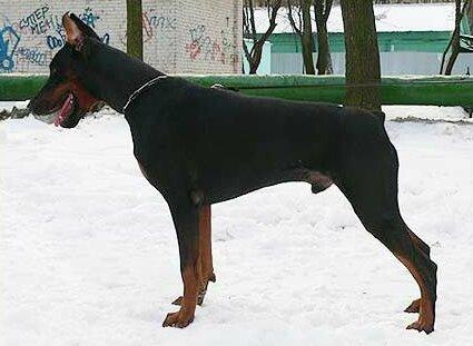 Smart Wood Hills Tref | Black Doberman Pinscher