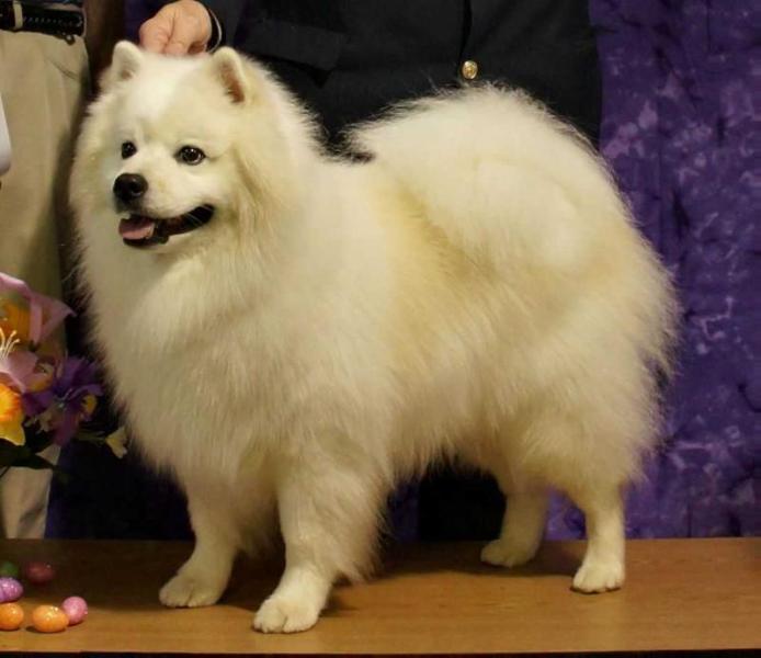 AHs SiriusDrms Palisade HeChoseMe | American Eskimo Dog 