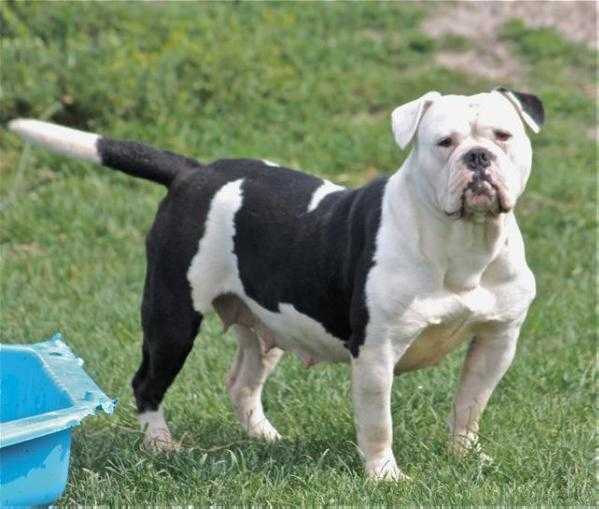 Bullforce Primise | Olde English Bulldogge 