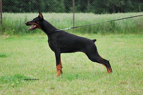 Massima Apologeta | Black Doberman Pinscher