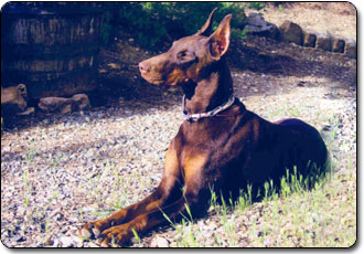 Otchaka Misuri del Palazzo di Shanta | Brown Doberman Pinscher