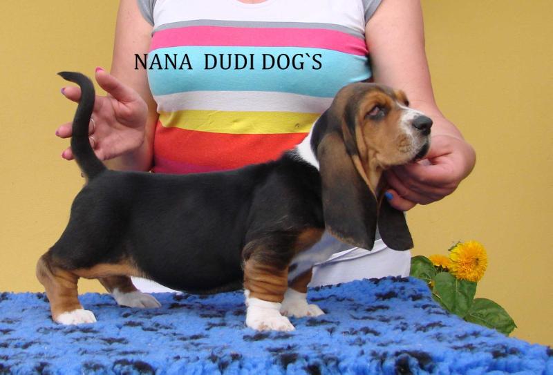 NANA DUDI DOG`S | Basset Hound 