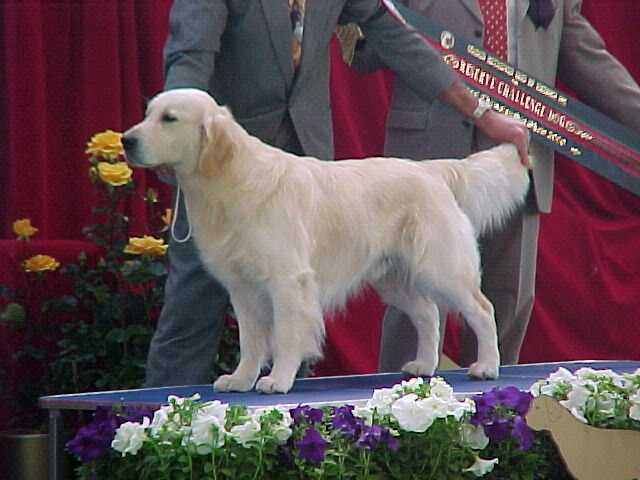 Aust Alnclair Olympic Gym | Golden Retriever 