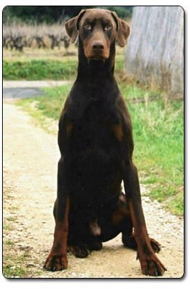 Tirawa-Nino-Gamon des Sentiers Battus | Brown Doberman Pinscher