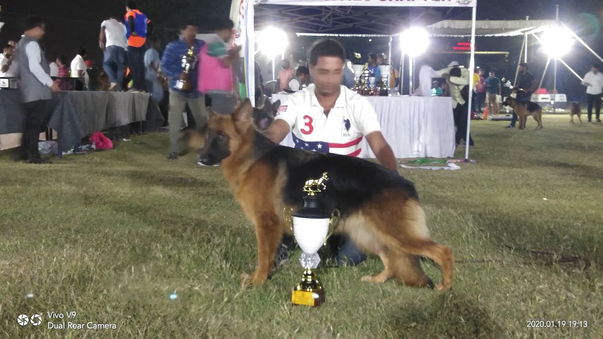 THEERDHA'S BELLA | German Shepherd Dog 