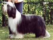 Potterdale illusion | Bearded Collie 