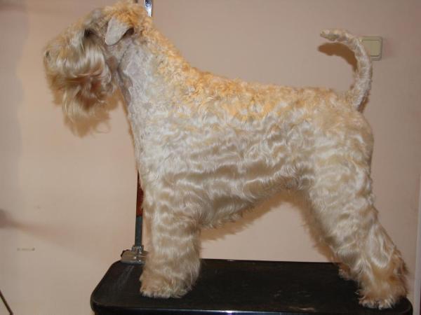 Bon Aquarel Mighty Dragon | Soft Coated Wheaten Terrier 