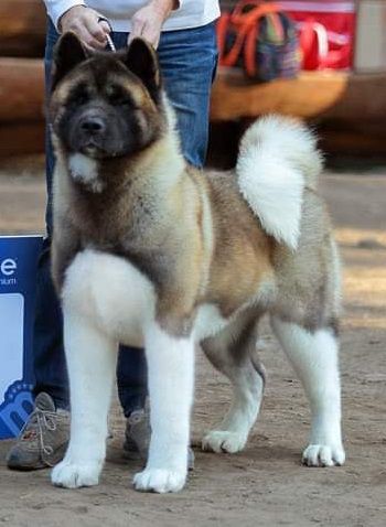 Valgrand Victory Show Me What You Can | Akita 
