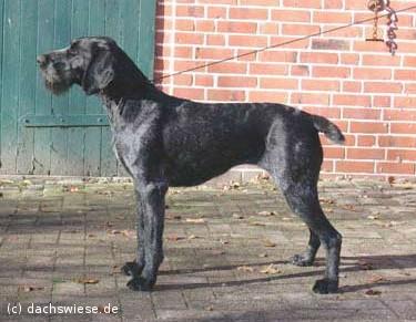 Dale von der Dachwiese | German Wirehaired Pointer 