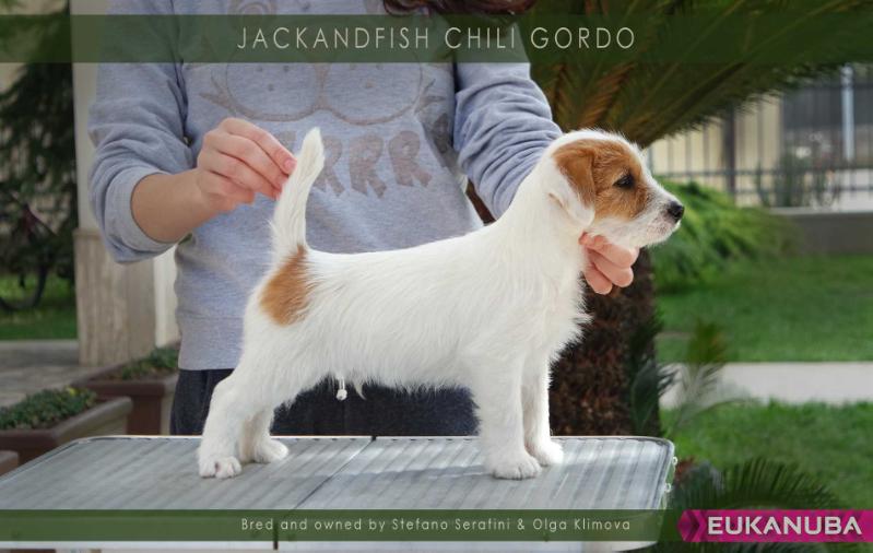 Jackandfish Chili Gordo | Jack Russell Terrier 