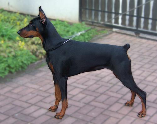 Andora Best of Milano | Black Doberman Pinscher