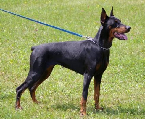 Aysha Best of Milano | Black Doberman Pinscher