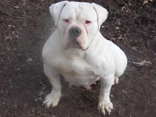 XtremesouthernBulldog's Jessie of S.O.B.'s | Olde English Bulldogge 