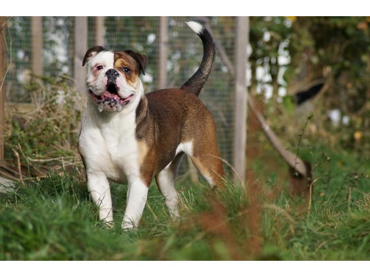 Bulltok's Diesel | Olde English Bulldogge 