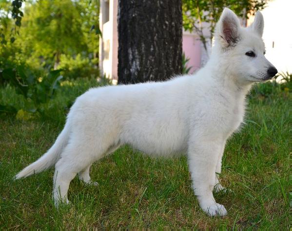 Galateya little star vencedores | White Swiss Shepherd Dog 