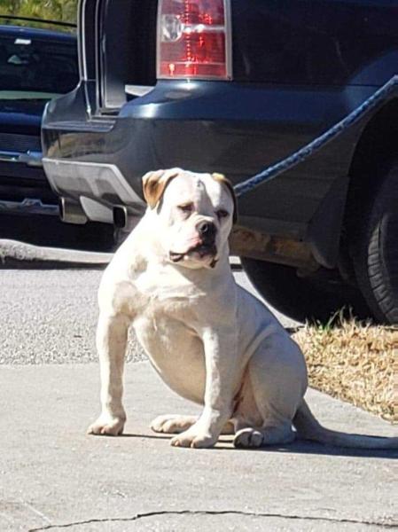 ODCO's Guwop Czar | American Bulldog 