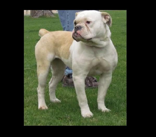 H.A.B'S ROXIE | Olde English Bulldogge 