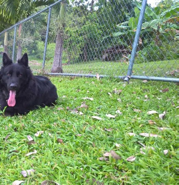 Django Vom Hauszz | German Shepherd Dog 