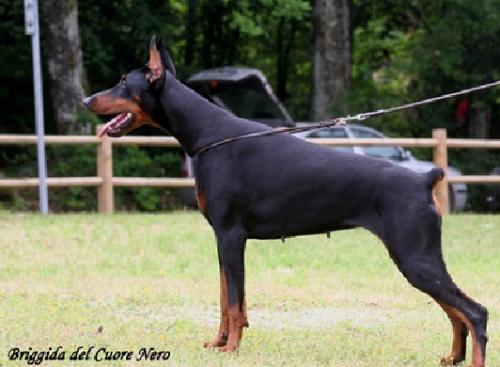 Briggida del Cuore Nero | Black Doberman Pinscher