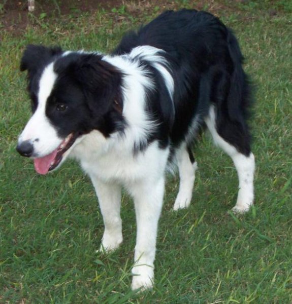 Border Aller Makes The Difference | Border Collie 