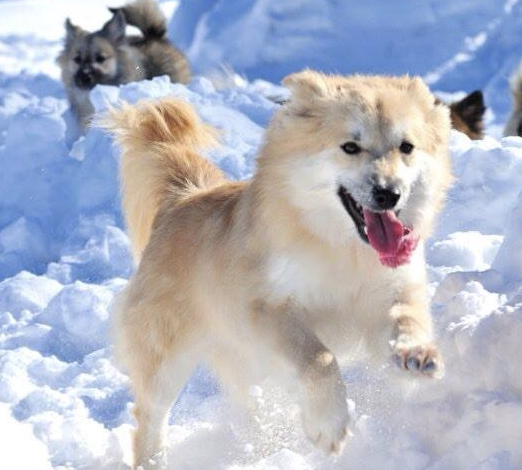 Kersins Mista | Icelandic Sheepdog 