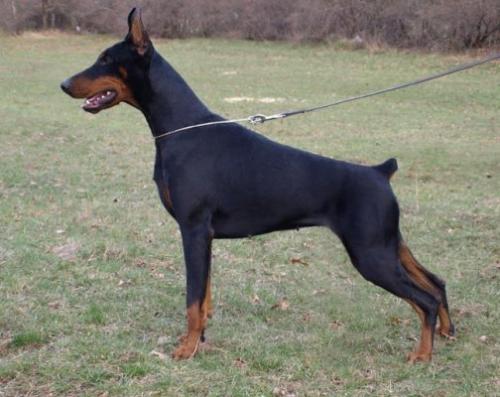 Vaydee Vanda | Black Doberman Pinscher