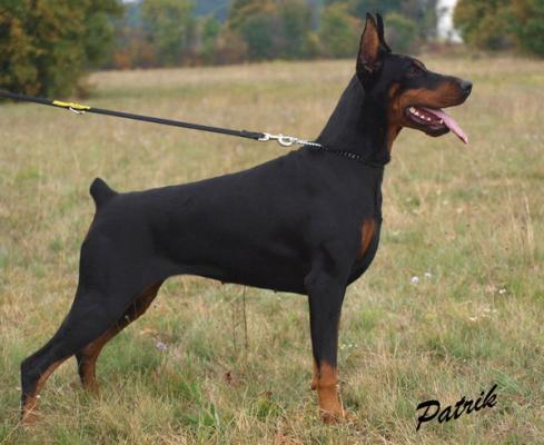 Vaydee Vicky | Black Doberman Pinscher