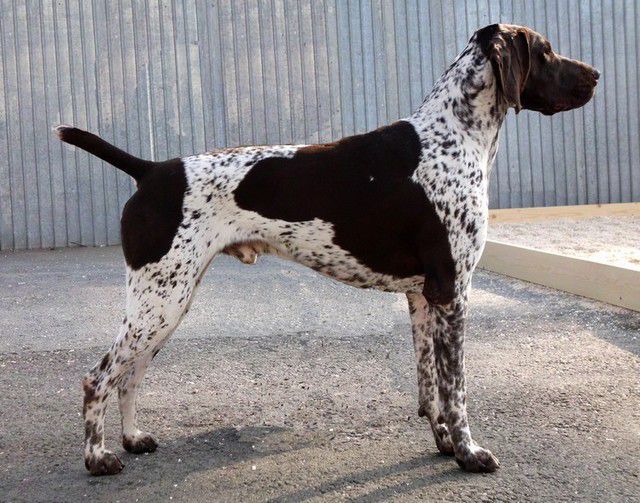 Taijfun Z Czarnego Dworu | German Shorthaired Pointer 