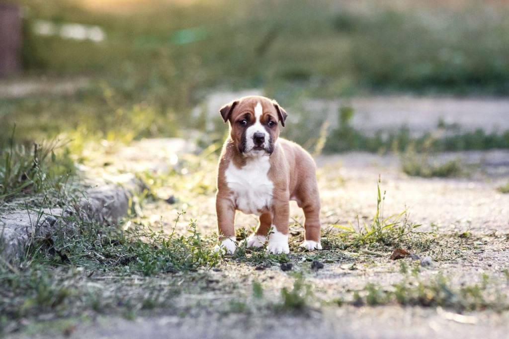 Wayne Strider in Diversity | American Staffordshire Terrier 