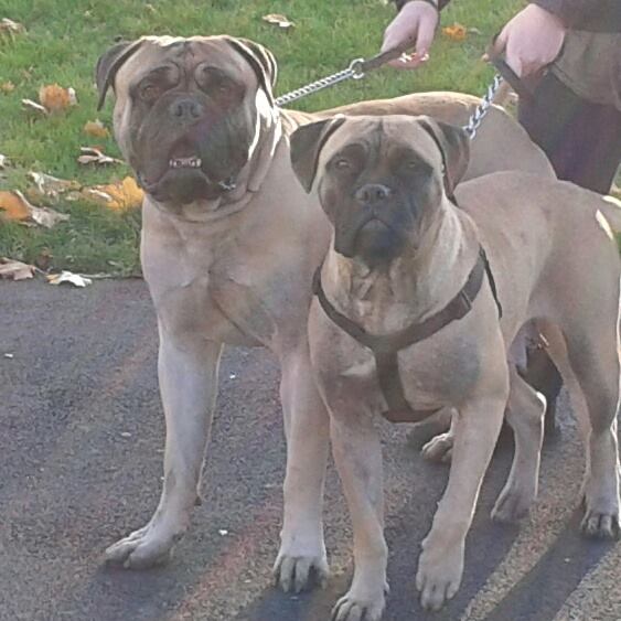 heaven's fallen angel | Bullmastiff 