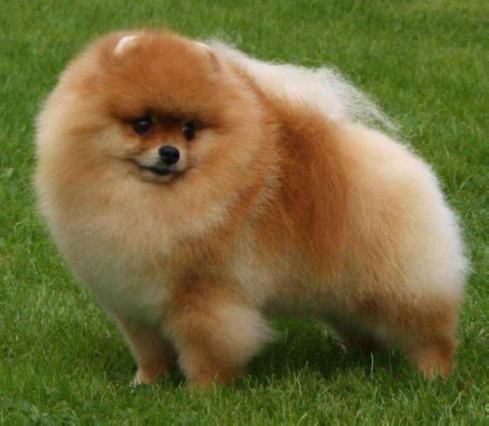 Black Orange's Wild Card | Pomeranian 