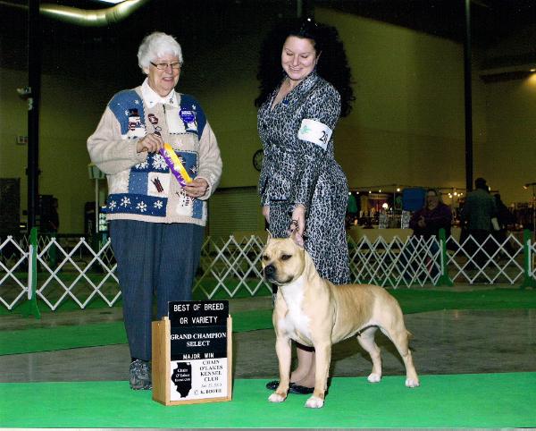 e-Ruffian.com Lil Heineken Girl | American Staffordshire Terrier 