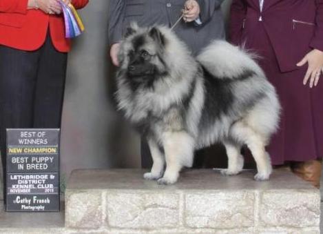 Beaukees First Full Moon | Keeshond 