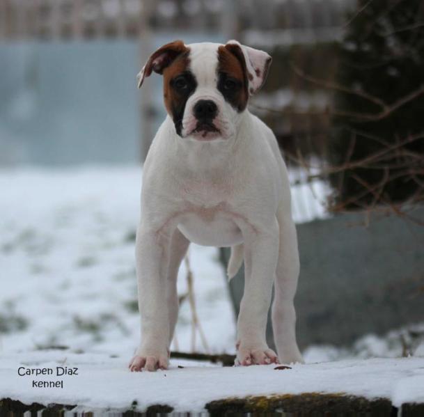 Morozny Dom Nebraska | American Bulldog 