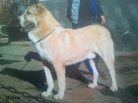 UZUN | Central Asian Shepherd Dog 