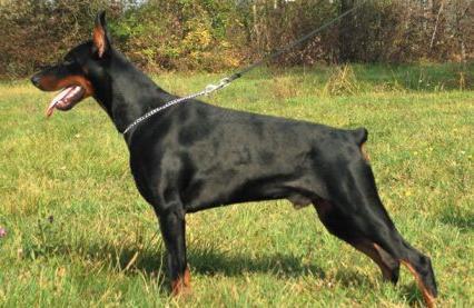 Quitor di Villa Conte | Black Doberman Pinscher