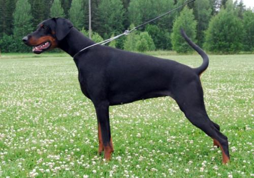 Denwest X-mas Saga | Black Doberman Pinscher