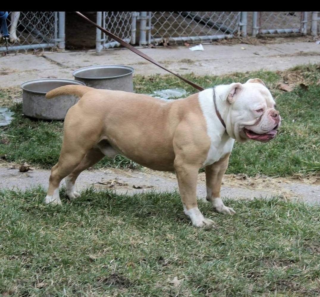 Steel curtains bam  - AB | Olde English Bulldogge 