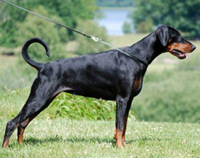 Dobechester Briolana | Black Doberman Pinscher