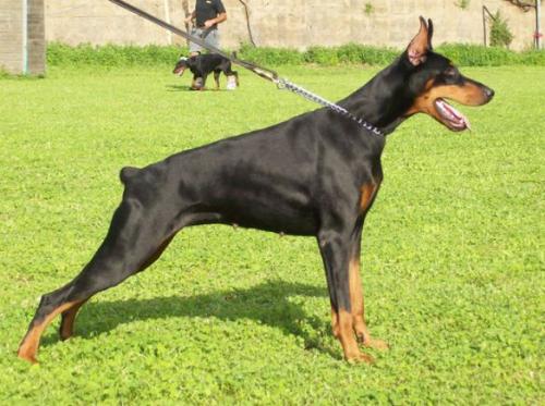 Ca'stellamaris Corinne | Black Doberman Pinscher