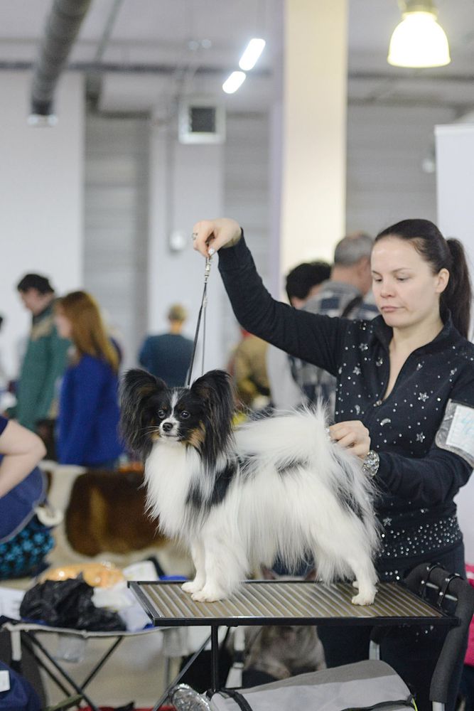 Funny Ponitail Zhjuri V Vostorge | Papillon 